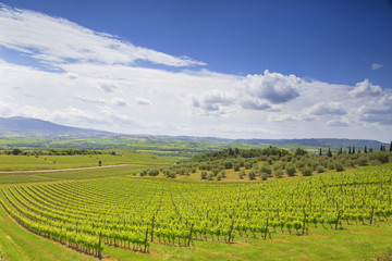 Fototapeta na wymiar The Vineyards Of Tuscany. Italy