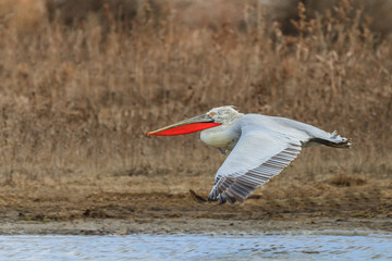 Dalmatian Pelican (Pelecanus crispus)