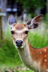 A deer at Nara deer park, Japan