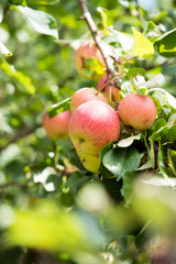 Apfelbaum mit Äpfeln