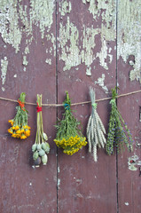 varions plants and medical herb bunch on old wall