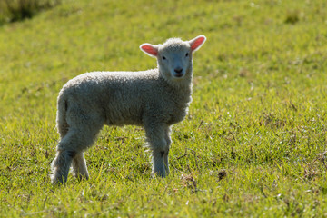 staring lamb