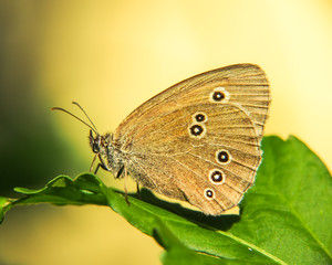 ringlet butterfly (aphantopus hyperantus) (3)