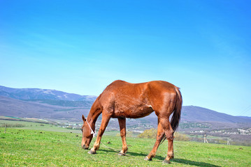Fototapeta na wymiar horse on field