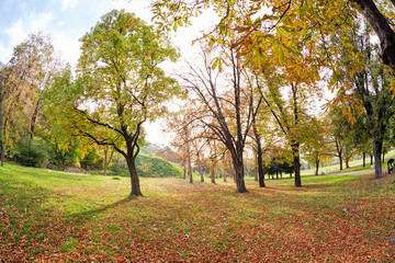 trees with fallen leaves