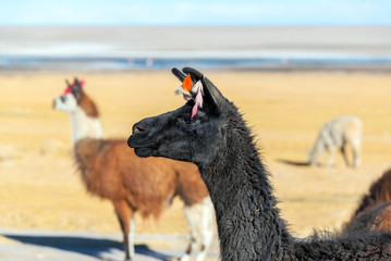 Llama Closeup