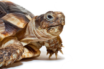 Porträt einer Schildkröte
