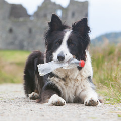 Border collie sheepdog waiting