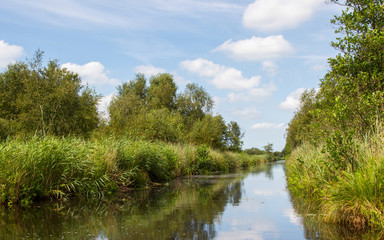 Fototapeta na wymiar Typical view of a the swamp in National Park Weerribben