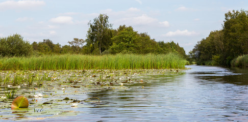 Typical view of a the swamp in National Park Weerribben
