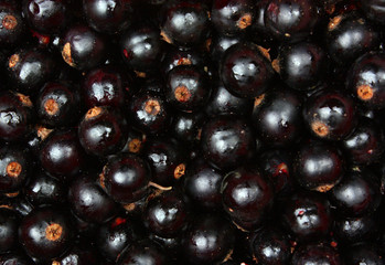 Blackcurrants fruit