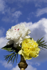 Белый и жёлтый пионы.