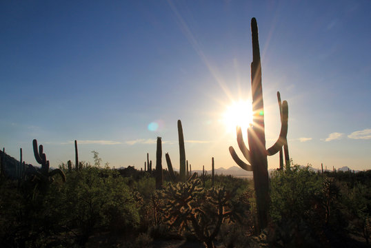 Sunset Over Saguaro National Park, Tucson, Arizona, USA © Daniel Lamborn