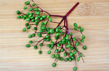 Unripe fruits of elderberry