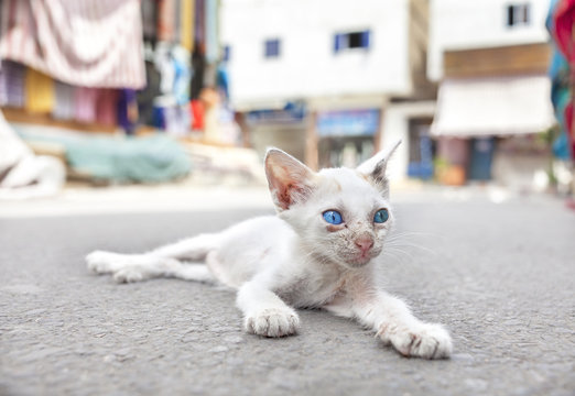 Young white stray cat with blue eyes on the street, Egypt.