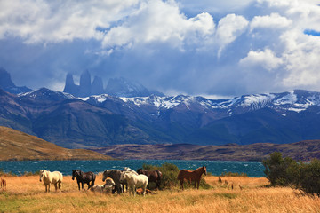 Ashore are grazed herd of horses
