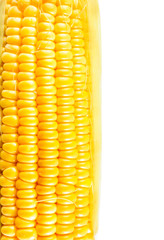 Grains of Ripe Corn Isolated on with copy space for text