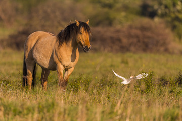 Chevaux Henson dans le marais du Crotoy en Baie de Somme accompa