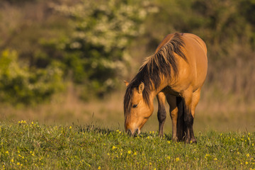 Chevaux Henson dans le marais du Crotoy en Baie de Somme accompa