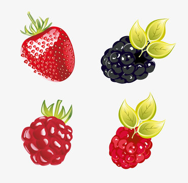 Set of fresh berries Vector illustration