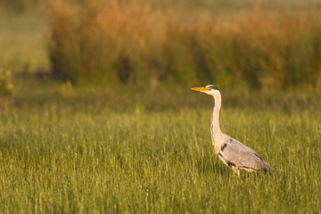 Héron cendré - Ardea cinerea - Grey Heron