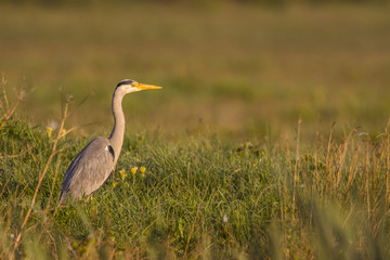 Héron cendré - Ardea cinerea - Grey Heron