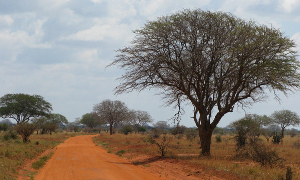 Strada rossa nel parco in kenya