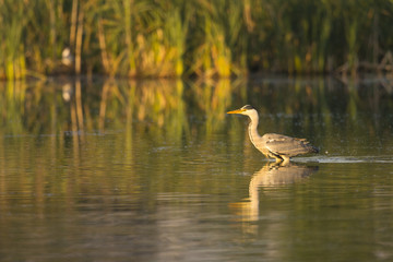 Héron cendré - Ardea cinerea - Grey Heron au marais du Crotoy