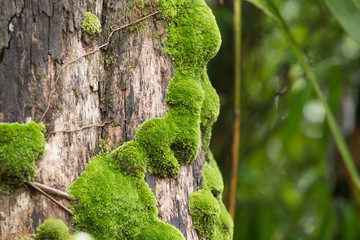 moss on trunk, green moss grows on tree trunk in forest - Powered by Adobe