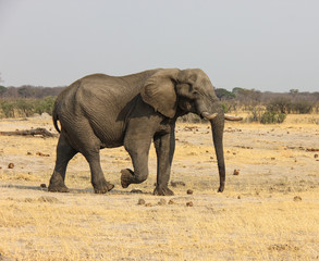 Fototapeta na wymiar Large elephant in zimbabwe