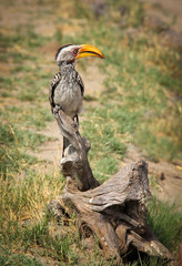 Yellow billed hornbill in Zimbabwe, Africa