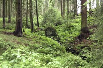 Obraz premium coniferous forest