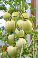 Green Tomatoes in a garden