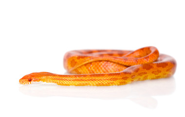 Creamsicle Corn Snake (Elaphe guttata guttata). isolated on whit