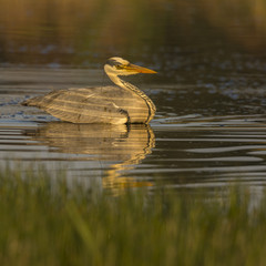 Héron cendré - Ardea cinerea - Grey Heron au marais du Crotoy