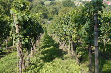 Fototapeta premium Weinreben oberhalb von Laudenbach an der Bergstrasse