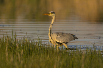 Héron cendré - Ardea cinerea - Grey Heron au marais du Crotoy
