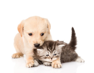 golden retriever puppy dog and british cat together. isolated on
