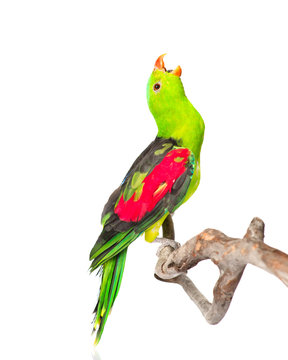 Screaming Red-Winged Parrot (Aprosmictus erythropterus) in profi