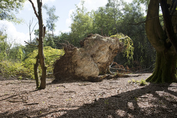 Fallen tree in woodland showing the rootball