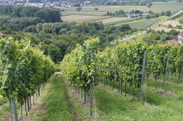 Fototapeta na wymiar Weinreben oberhalb von Laudenbach an der Bergstrasse