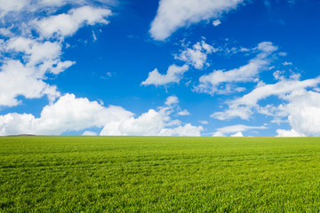 Obraz premium green field background