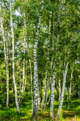 Obraz premium Brzozowy las w słońcu