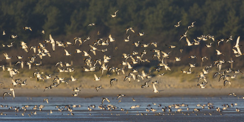 Huîtrier pie (Haematopus ostralegus - Eurasian Oystercatcher) e