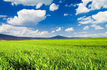 Obraz premium green field background