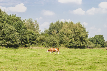 Cows on a field