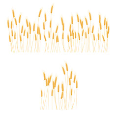 Ripe Ears wheat set. Isolated detailed template.