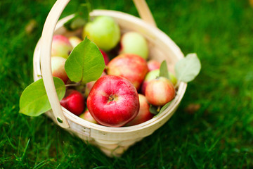 Organic apples in a basket
