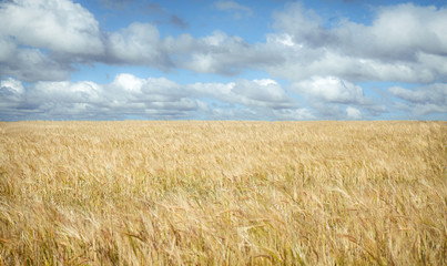 Golden wheat field with blue sky in background