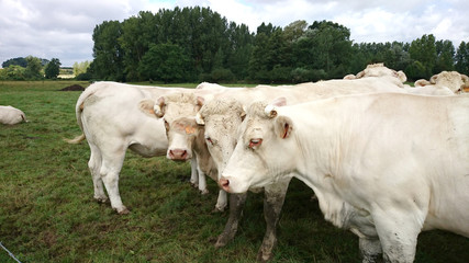 Fototapeta na wymiar troupeau de vaches